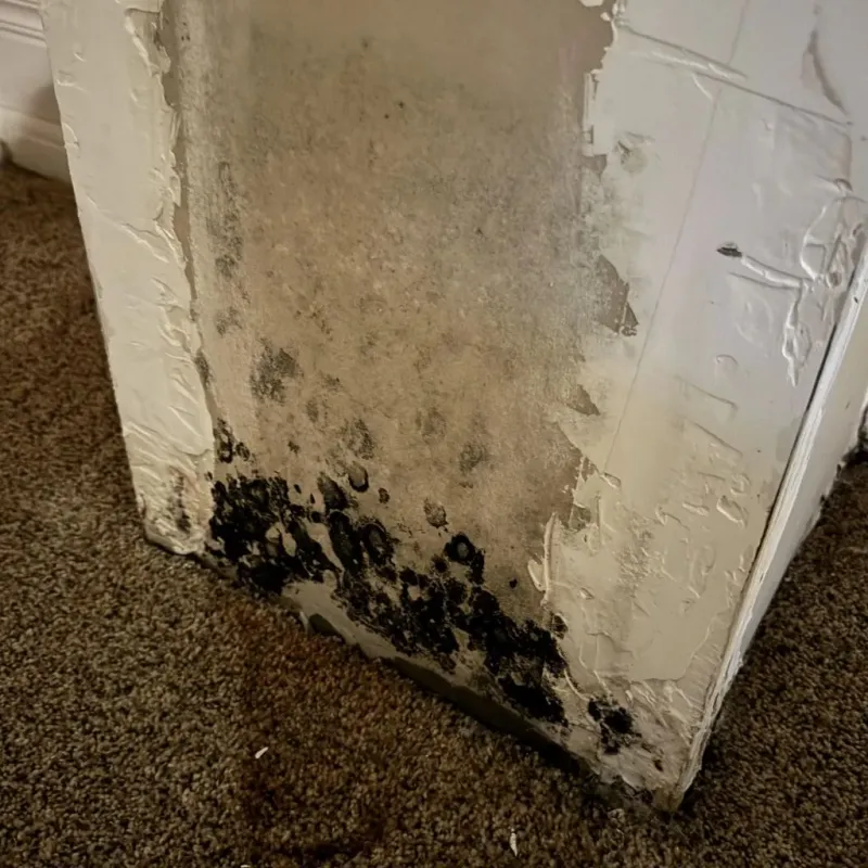 Professional Mold Removal in Falls City, NE